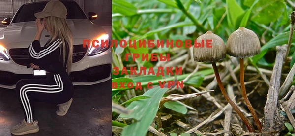 прущие грибы Белокуриха